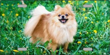 Pomeranian Dog Metal Novelty License Plate Tag Lp-2175