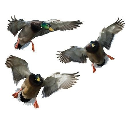 Mossy Oak Graphics Animal Decal, Easy to Install, No-fade, Cast Vinyl, Mallards 13008