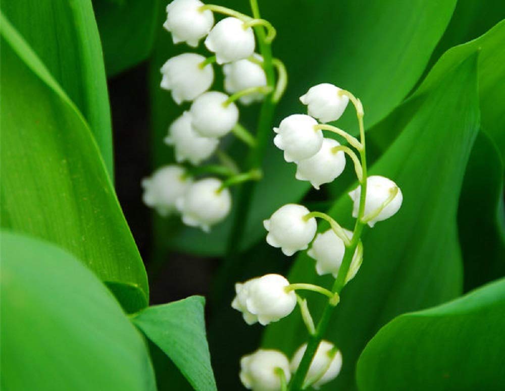 Areon Ma33 Hanging Best Car Air Freshener Lily Of The Valley Scent, Paper Hanging Ornaments, Long Lasting Scent For Car Or Home