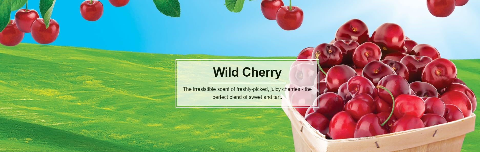 LITTLE TREES Car Air Freshener - Wild Cherry, Hanging Paper Tree, 24 Count, Red