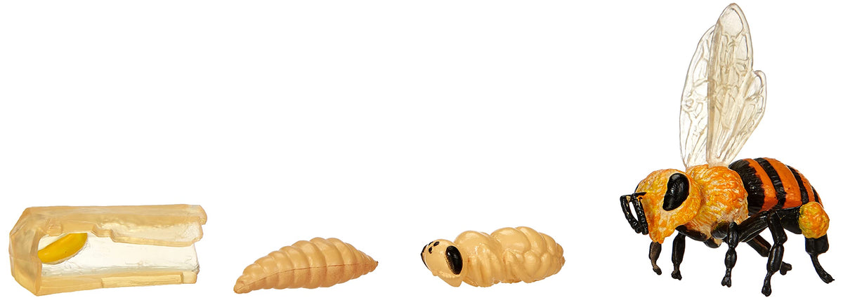 Bee Life Cycle Toy - 4 Piece Set Shows Life Cycle Of A Honey Bee