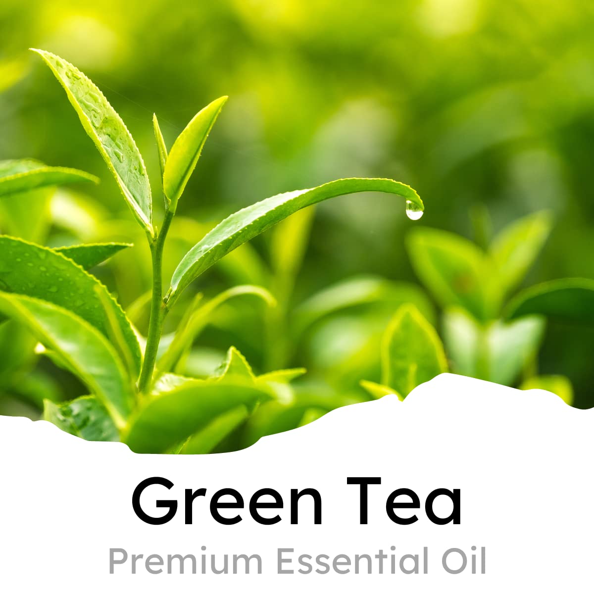 Air Jungles Green Tea Scent Car Air Freshener Clip, 6 Vent Clips, 4Ml Each, Long Lasting Air Freshener, Up To 180 Days Car Refre