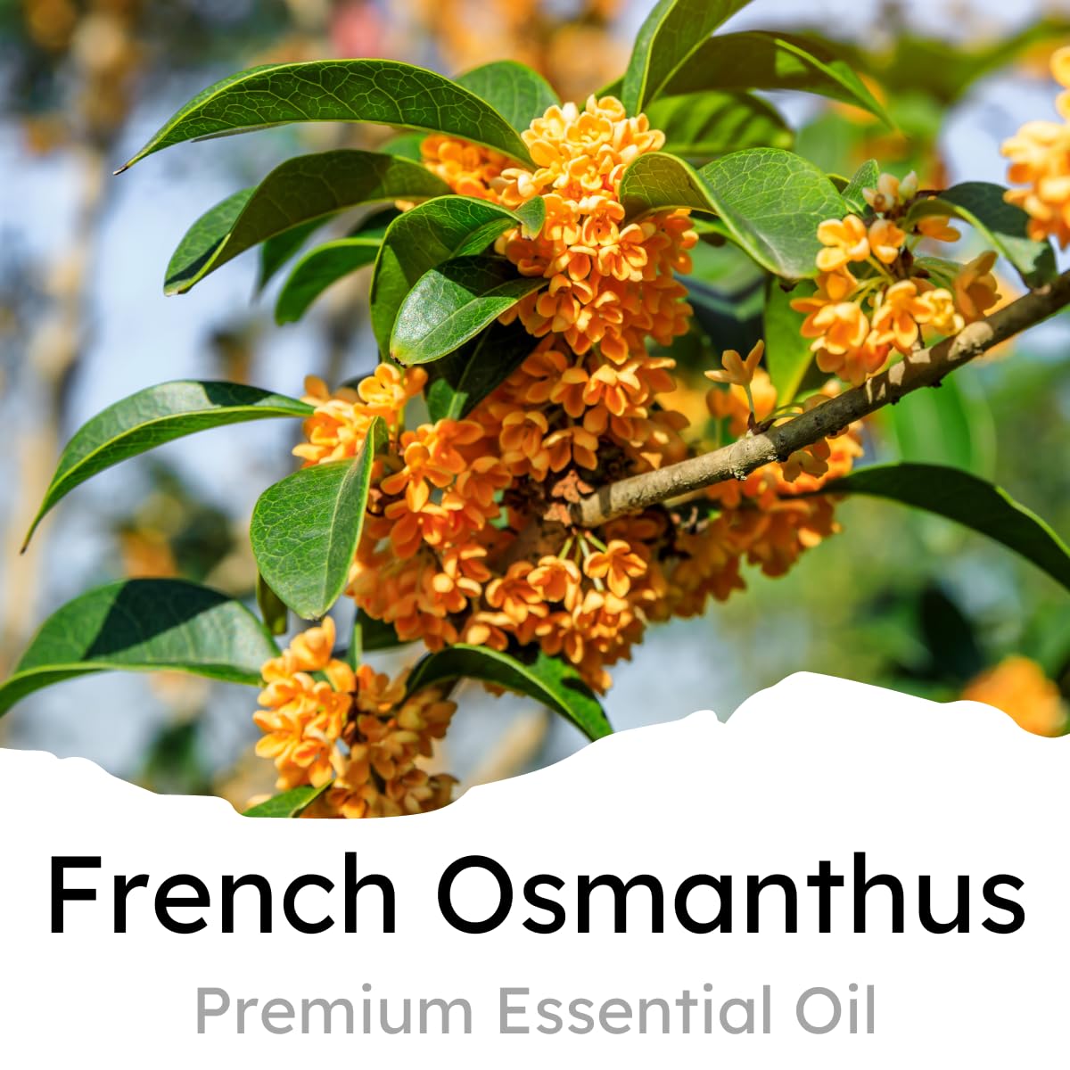 Air Jungles French Osmanthus Scent Car Air Freshener Clip, 6 Vent Clips, 4Ml Each, Long Lasting Air Freshener, Up To 180 Days Ca
