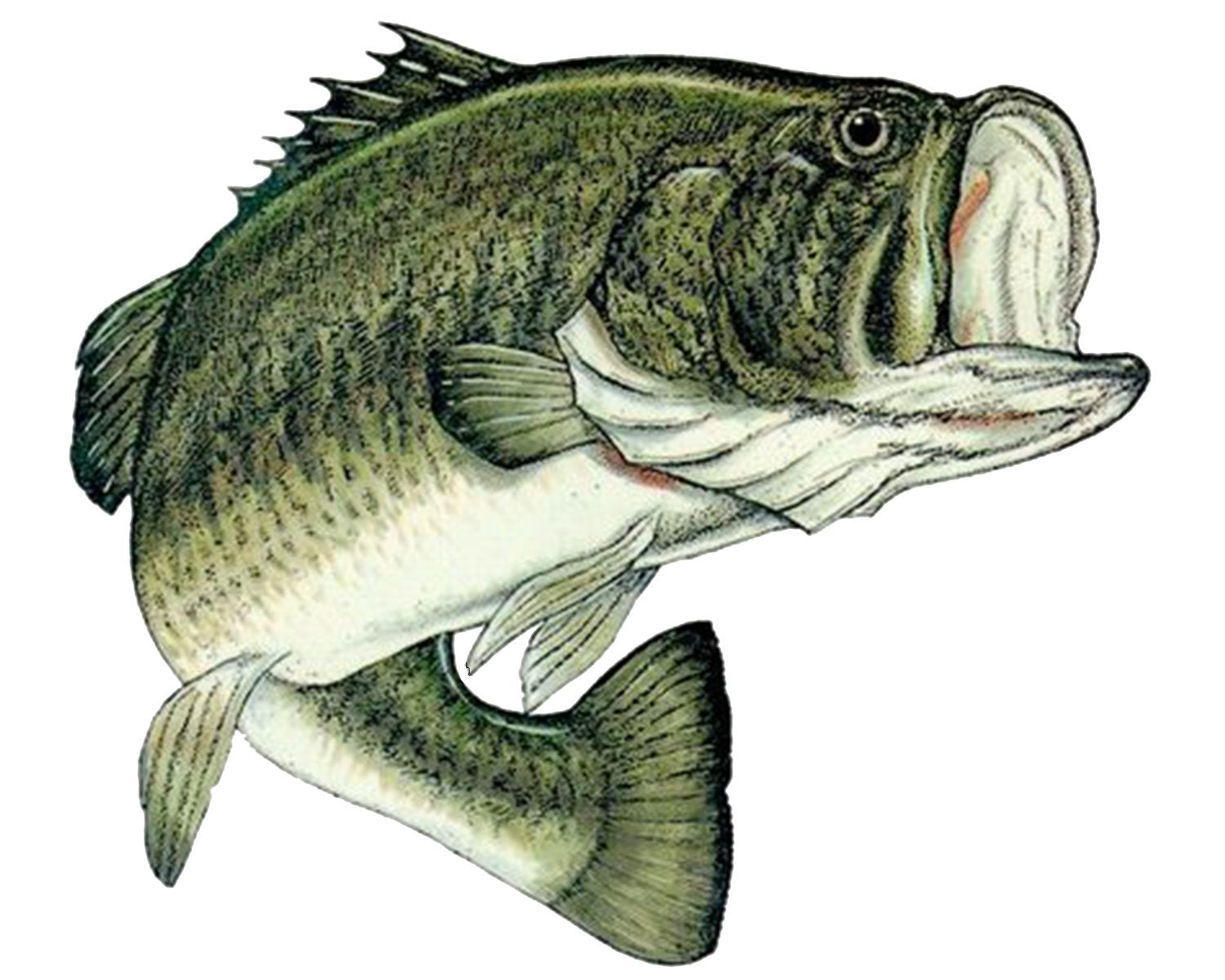 Rogue River Tactical Bass Fish Sticker Decal Fishing Bumper Sticker Fish Auto Decal Car Truck Boat Rv Real Life Rod Tackle Box
