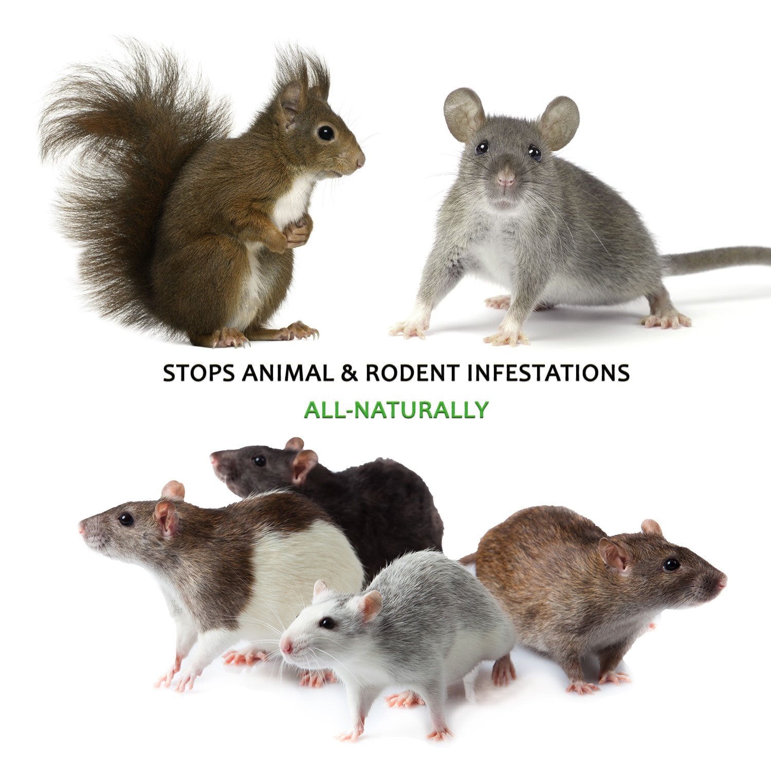 Mice/Mouse, Rat, Squirrel & Rodent Wire, Engine & Vehicle Protection Spray Prevents Chewing & Nesting For Cars, Trucks, Rv’S, Atv’S. Great For Winter Protection. Ready To Use (128 Oz Gallon)