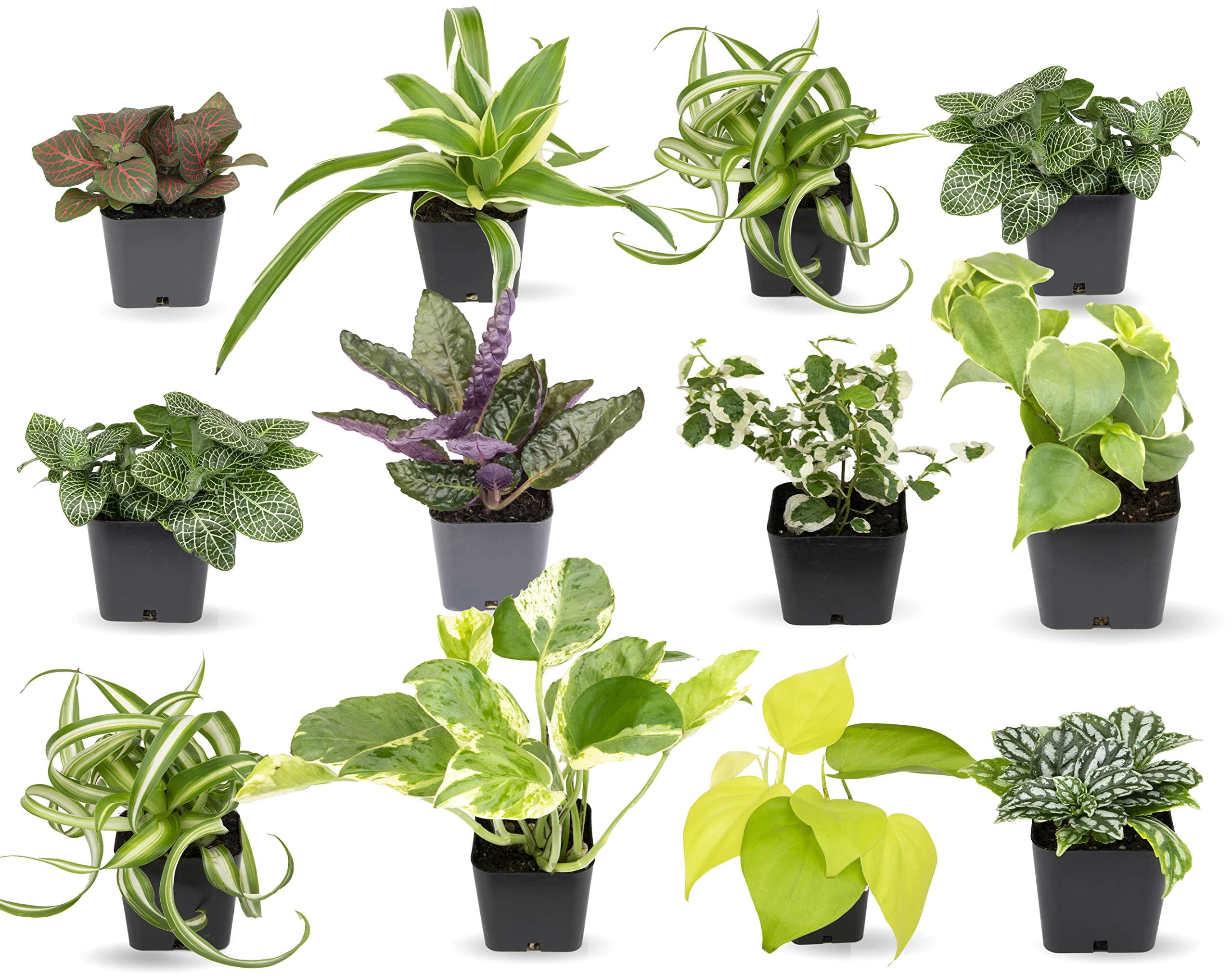 Easy to grow Houseplants (12 Pack) Live House Plants in Plant containers  growers choice Plant Set in Planters with Potting Soil Mix  Home DAcor Planting Kit or Outdoor garden gifts by Plants for Pets-New