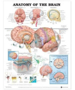 Anatomy of The Brain Anatomical Chart