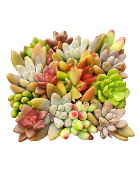 10 Assorted Live Succulent Cuttings, Rare Varieties Plant Clipping, Great For Terrariums, Mini Gardens, Diy Projects, Starter Plants, Wedding Decor Gift, No 2 Succulents Alike, Easy To Grow