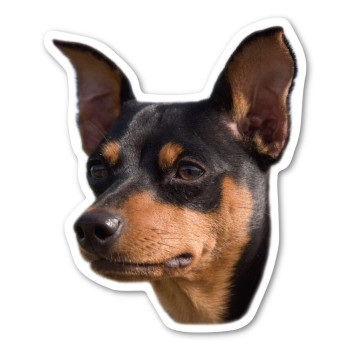 Miniature Pinscher Dog Magnet by Magnet America is 4.875 x 4 Made for Vehicles and Refrigerators