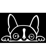 Boston Terrier Peeking Decal Vinyl Sticker Auto Car Truck Wall Laptop White 6 X 3