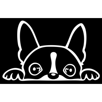 Boston Terrier Peeking Decal Vinyl Sticker Auto Car Truck Wall Laptop White 6 X 3