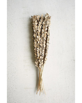 Bundle Of 12 Cotton Petals On Stems